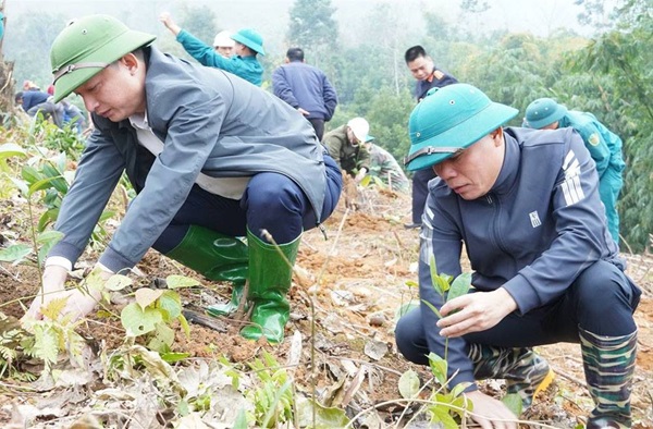 Lào Cai: Trồng mới gần 30.000 cây phân tán tại huyện Văn Bàn