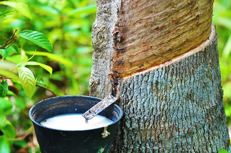 Trong nước, giá thu mua mủ tạp tại Công ty Cao su Phú Riềng tăng 5 đồng/DRC/kg Trong nước, giá thu mua mủ tạp tại Công ty Cao su Phú Riềng tăng 5 đồng/DRC/kg