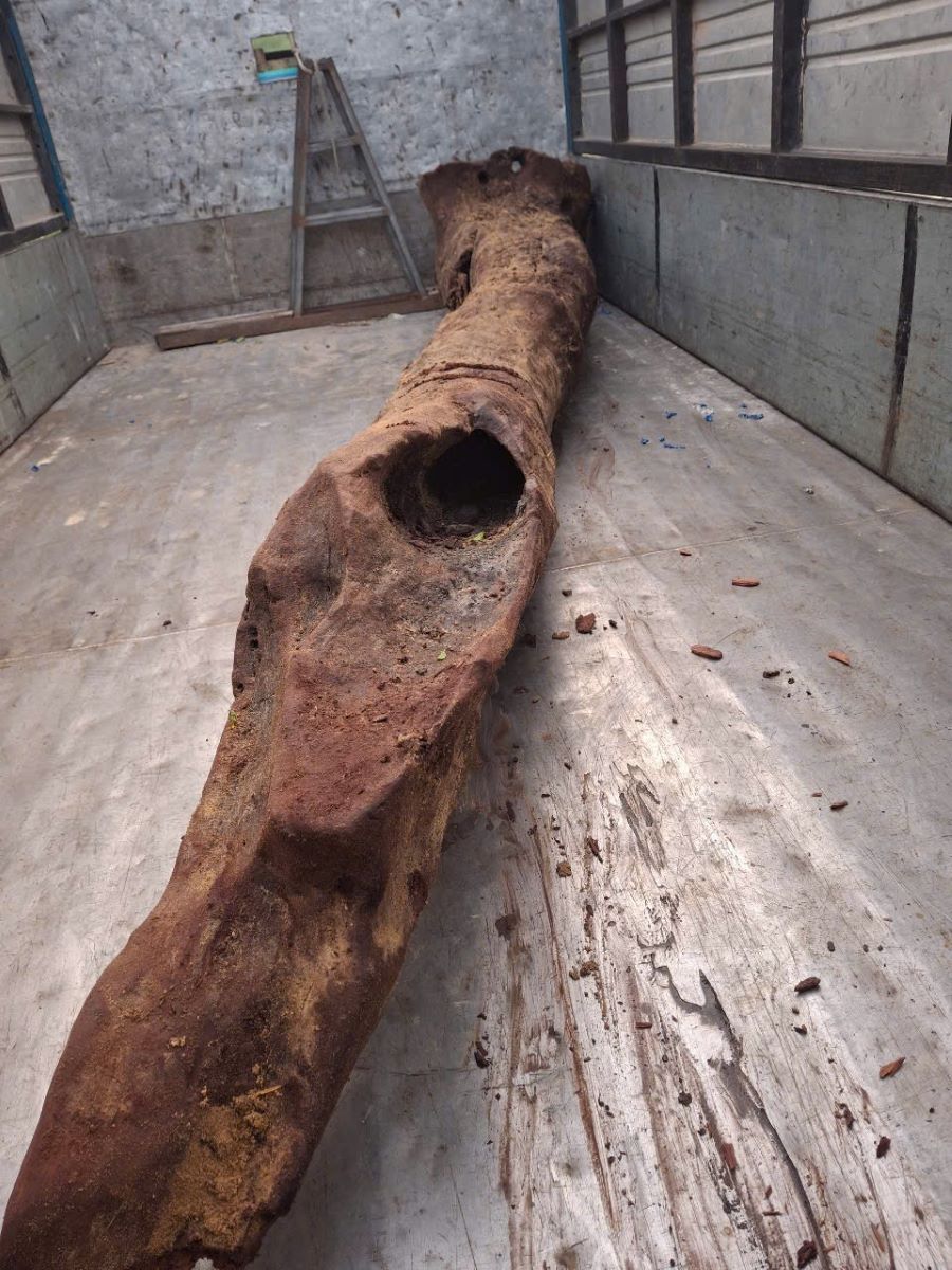 Cây sưa được cơ quan chức năng thu hồi vào sáng 18/5. Cây sưa được cơ quan chức năng thu hồi vào sáng 18/5.