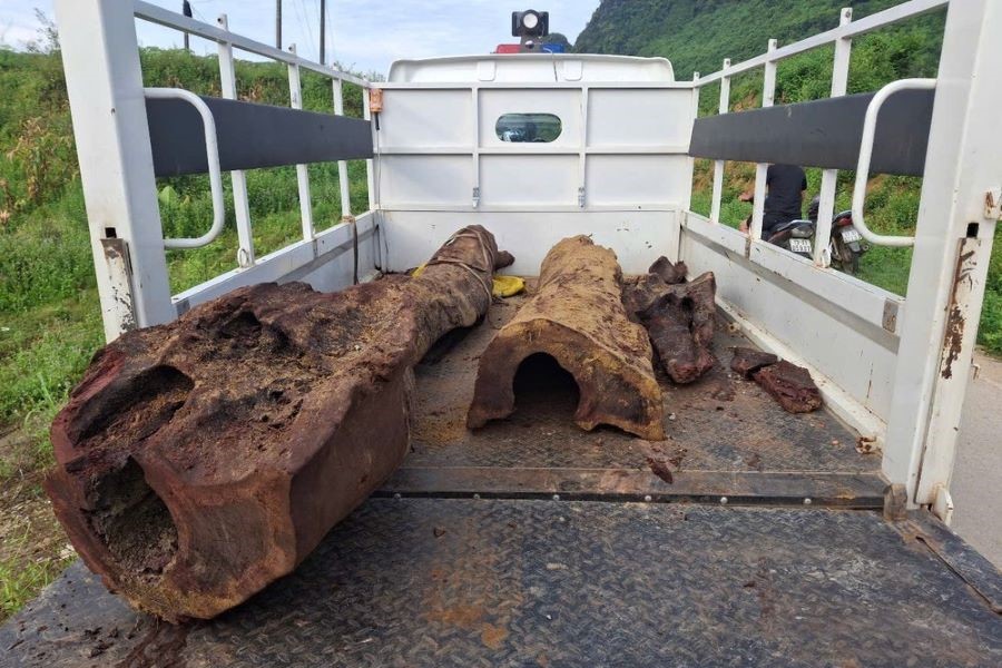 Vụ nghi gỗ sưa đỏ phát hiện dưới lòng suối ở Quảng Bình sẽ xử lý như thế nào?