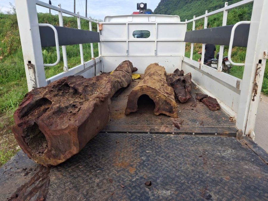 Cây sưa được cơ quan chức năng thu hồi vào sáng 18/5. Cây sưa được cơ quan chức năng thu hồi vào sáng 18/5.