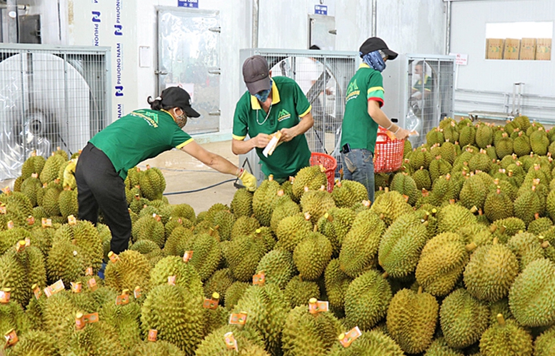 Xử lý thông tin "Sầu riêng vẫn loay hoay giải quyết chất vàng O"