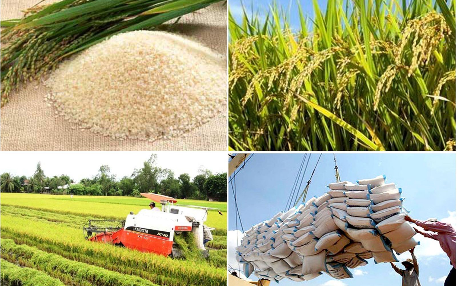 Giá lúa gạo hôm nay ngày 21/5: Lúa gạo vững giá, gạo nguyên liệu xuất khẩu giảm. (Ảnh minh họa) Giá lúa gạo hôm nay ngày 21/5: Lúa gạo vững giá, gạo nguyên liệu xuất khẩu giảm. (Ảnh minh họa)