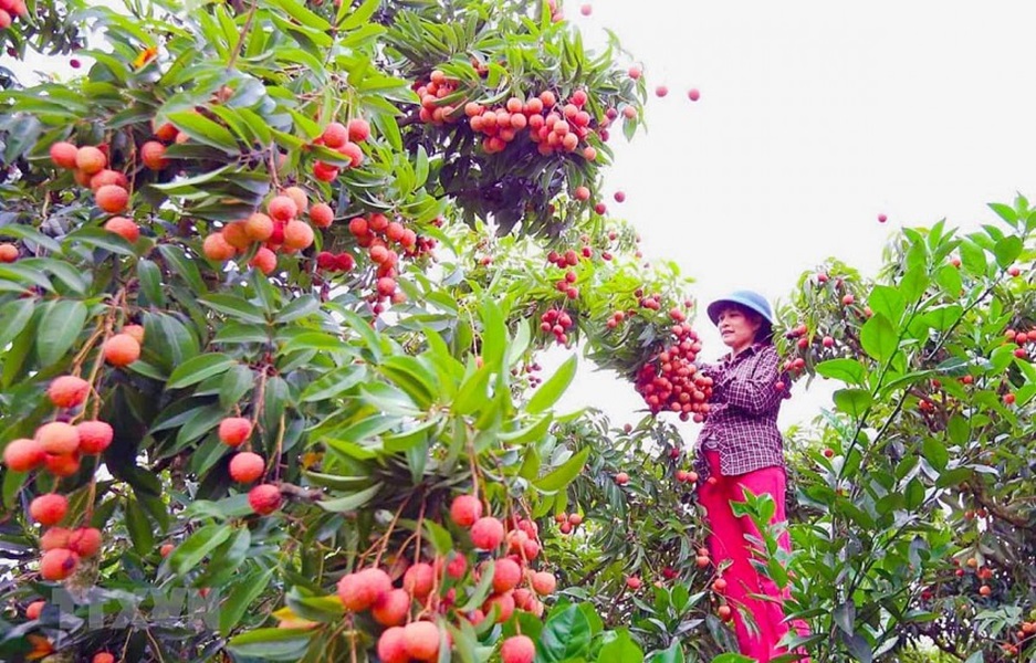 Vải thiều Thanh Hà