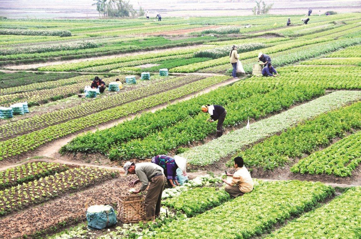 Miễn thuế sử dụng đất nông nghiệp phải đúng đối tượng, đúng mục đích, tránh lãng phí nguồn lực