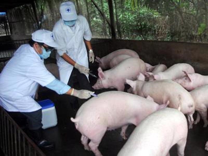 Nam Định siết chặt phòng chống Dịch tả lợn Châu Phi