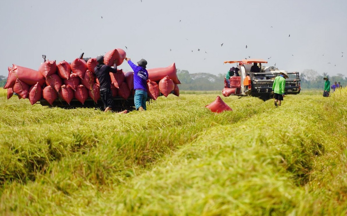 Giá lúa gạo hôm nay ngày 24/5: Giá lúa tăng nhẹ, gạo các loại ổn định. (Ảnh minh họa) Giá lúa gạo hôm nay ngày 24/5: Giá lúa tăng nhẹ, gạo các loại ổn định. (Ảnh minh họa)