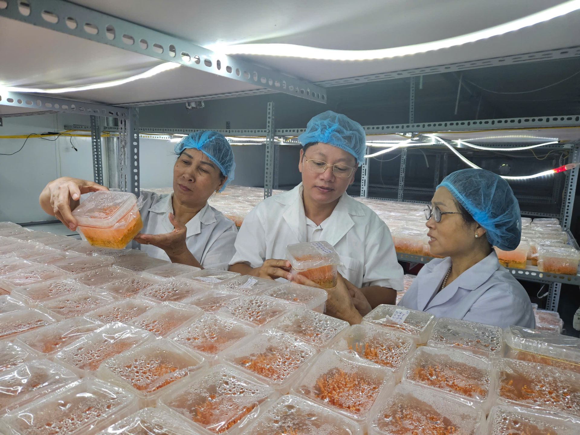 Tác giả thăm quan mô hình nuôi cấy Đông trùng hạ thảo tại cơ sở Phúc Khang Nam Tác giả thăm quan mô hình nuôi cấy Đông trùng hạ thảo tại cơ sở Phúc Khang Nam