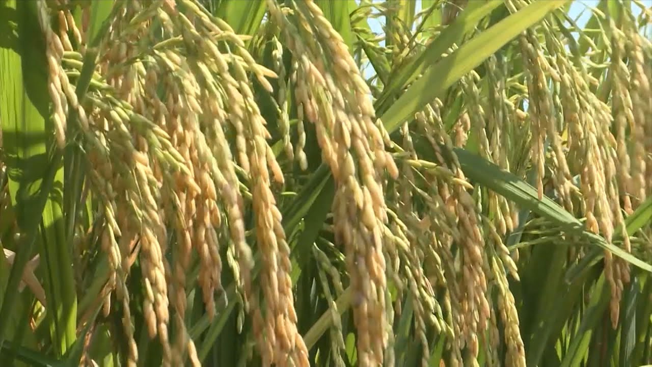 Giá lúa gạo hôm nay ngày 31/5: Một số mặt hàng lúa tươi đảo chiều tăng. (Ảnh minh họa)