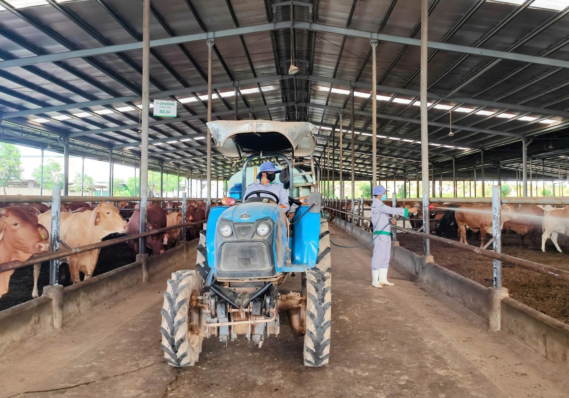 Thực hiện tiêu độc khử trùng khu vực trại bò Thực hiện tiêu độc khử trùng khu vực trại bò