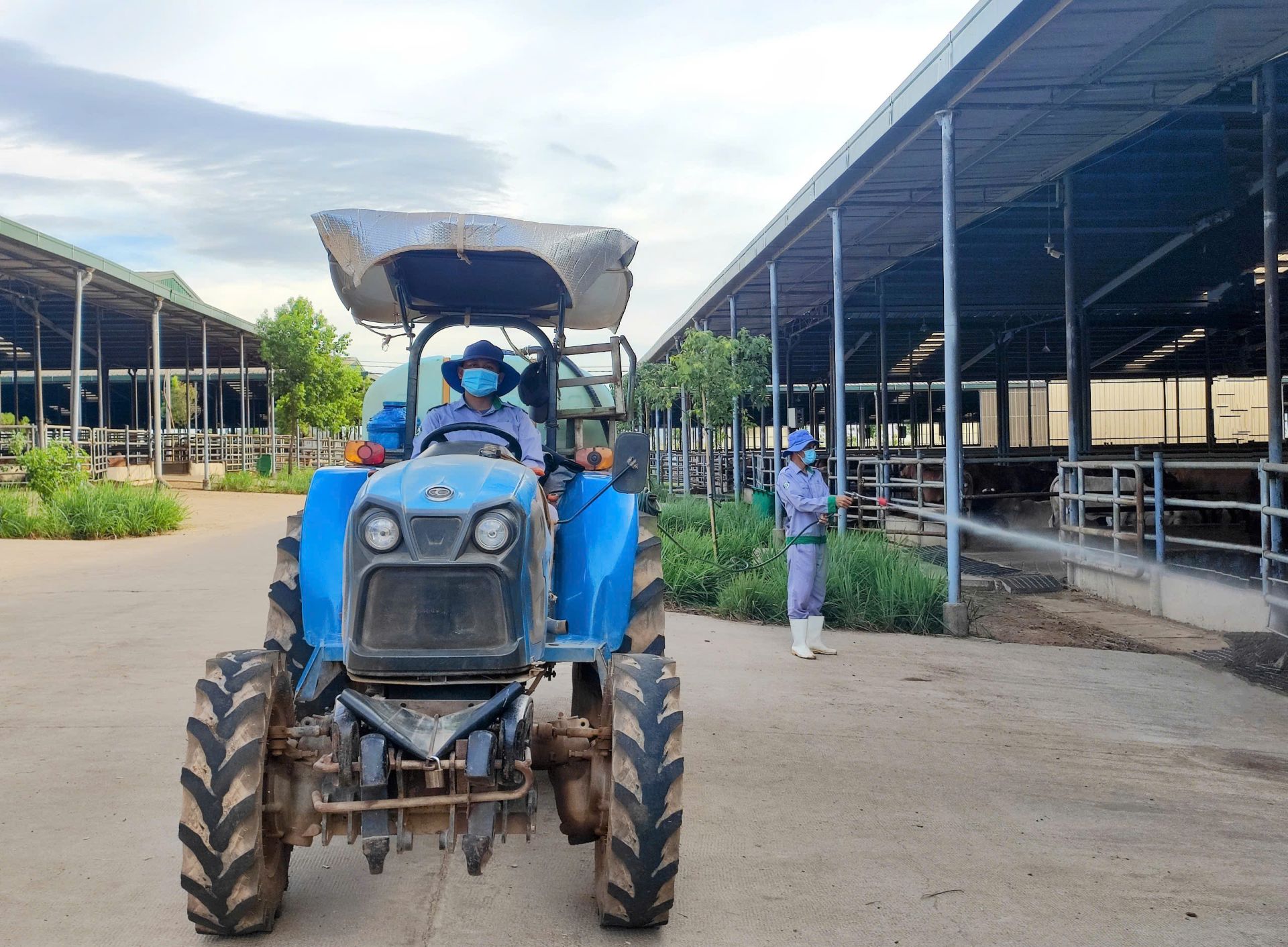 Thực hiện tiêu độc khử trùng khu vực trại bò Thực hiện tiêu độc khử trùng khu vực trại bò