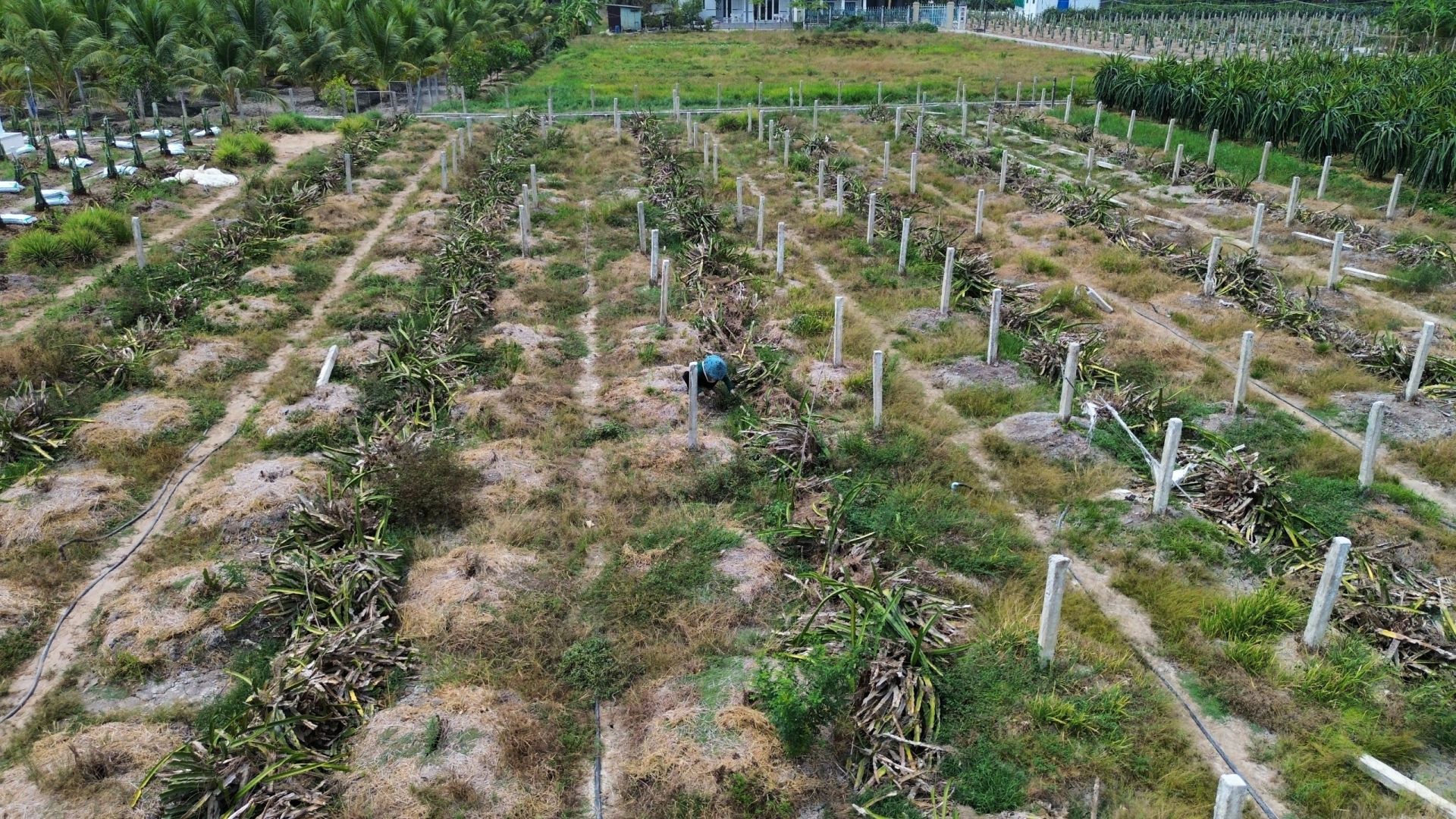 Diện tích trồng thanh long đang được thu hẹp do thị trường bão hòa, rớt giá Diện tích trồng thanh long đang được thu hẹp do thị trường bão hòa, rớt giá