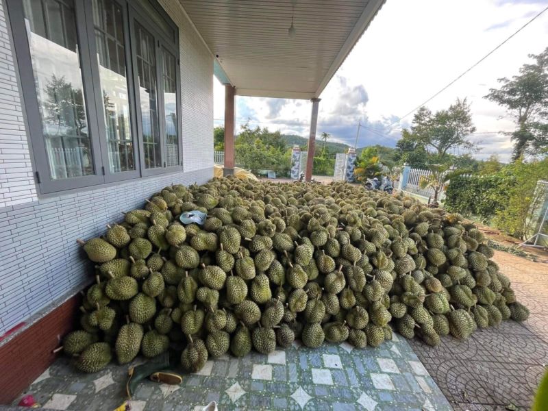 Đừng để sầu riêng đi theo vết xe đổ của thanh long Đừng để sầu riêng đi theo vết xe đổ của thanh long