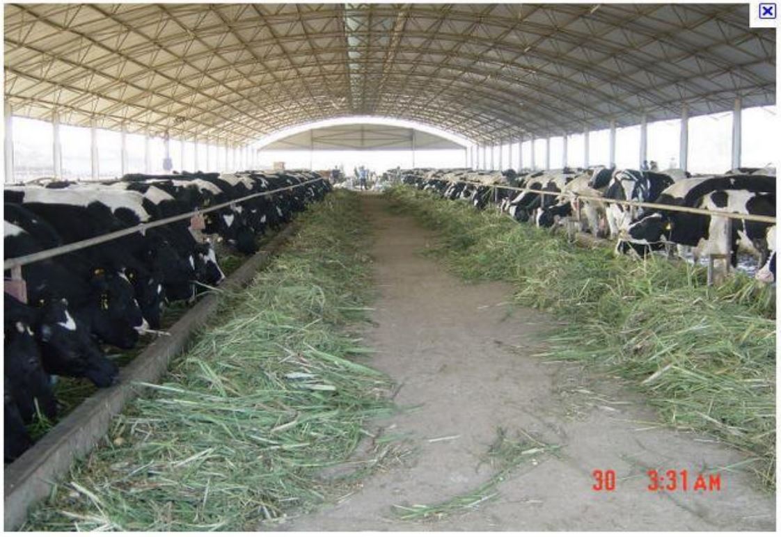 Trang trại bò (Nguồn: TỔNG CÔNG TY CHĂN NUÔI VIỆT NAM- CTCP)