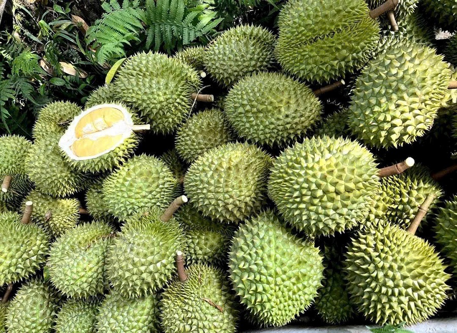 sầu Thái loại A ở khu vực Đông Nam Bộ cao nhất có giá từ 80.000 - 85.000 đồng/kg sầu Thái loại A ở khu vực Đông Nam Bộ cao nhất có giá từ 80.000 - 85.000 đồng/kg