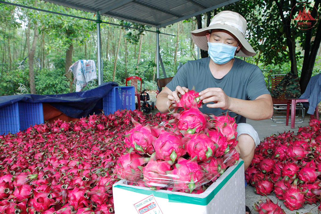 Thanh long ruột đỏ mở ra hướng đi mới, tạo bước tiến mạnh mẽ trong chuyển dịch cơ cấu cây trồng ở xã Vân Trục (Lập Thạch).