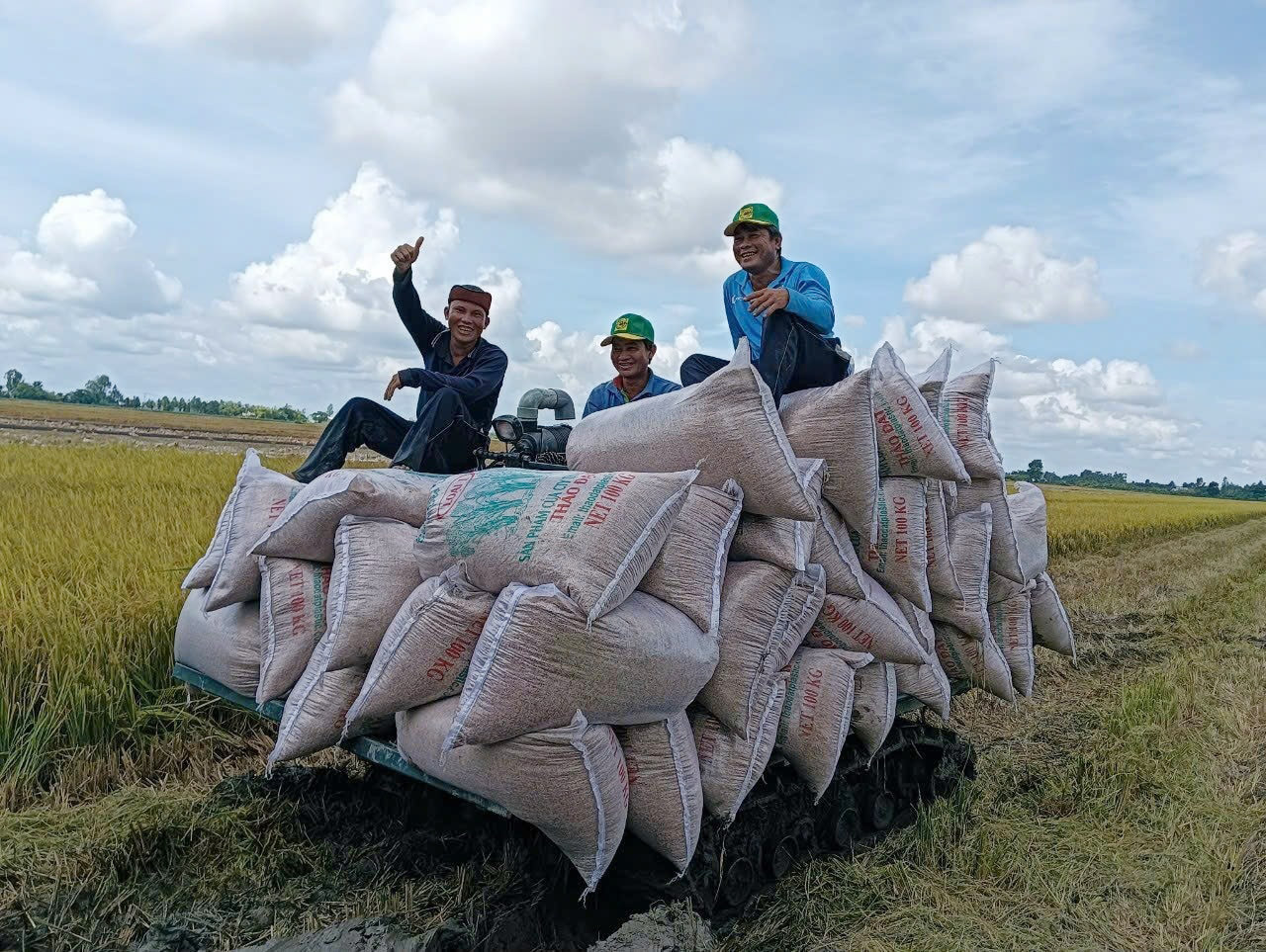 Giá lúa gạo hôm nay ngày 27/5: Giá lúa biến động. (Ảnh minh họa) Giá lúa gạo hôm nay ngày 27/5: Giá lúa biến động. (Ảnh minh họa)