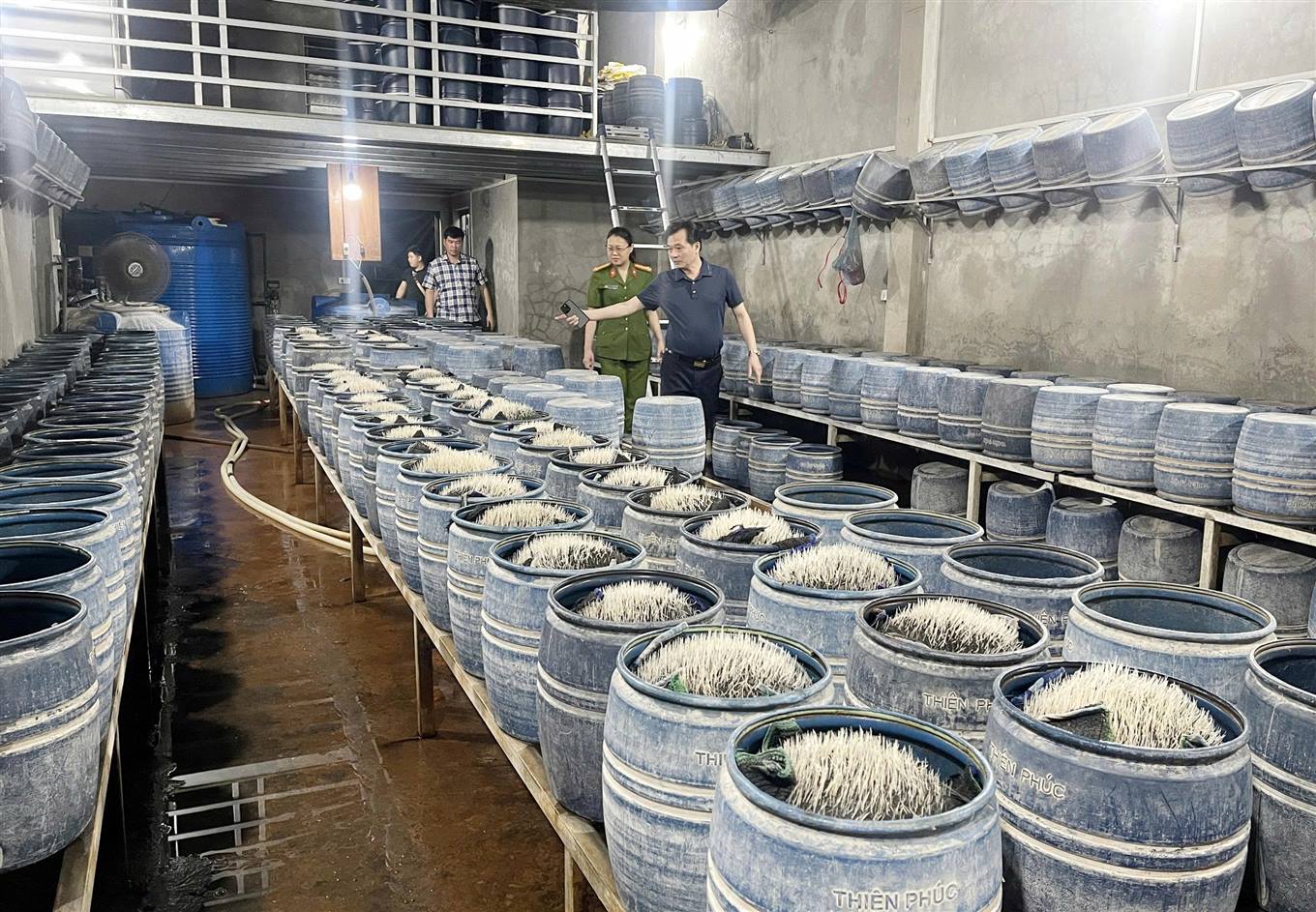 Giá đỗ được sản xuất với số lượng lớn Giá đỗ được sản xuất với số lượng lớn