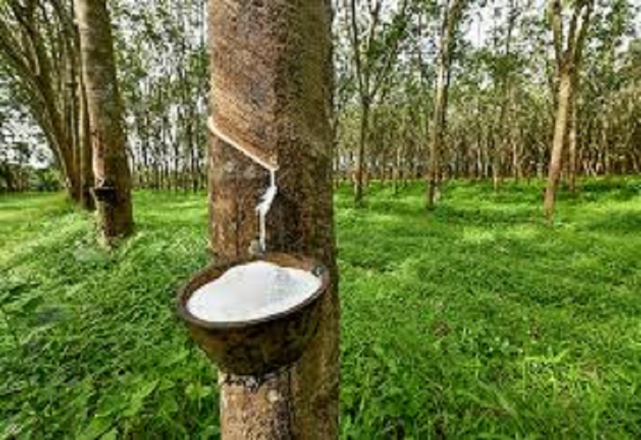 Thị trường biến động không đồng nhất tại Nhật Bản, đi ngang ở Singapore