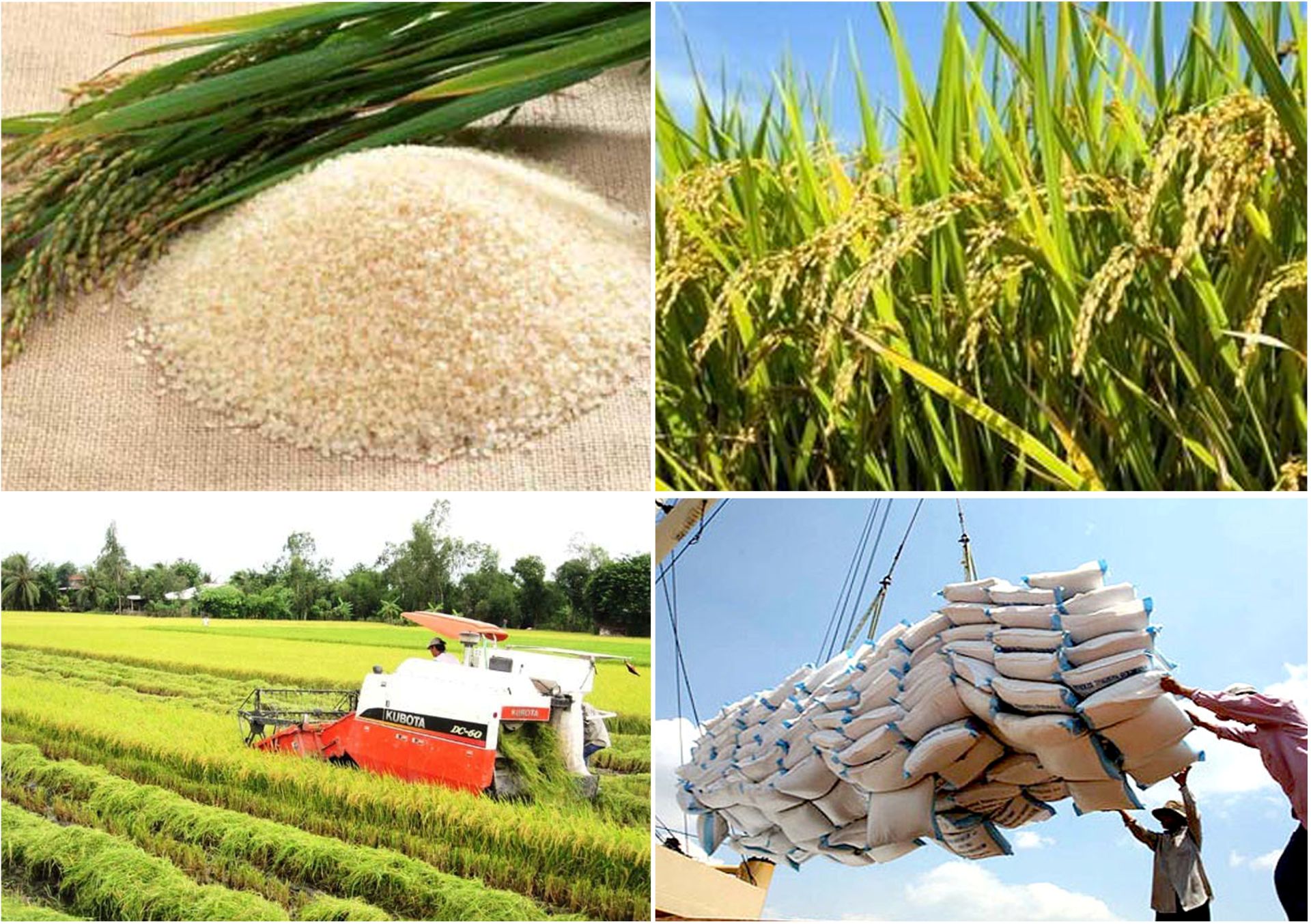 Giá lúa gạo hôm nay ngày 28/5: Biến động nhẹ. (Ảnh minh họa) Giá lúa gạo hôm nay ngày 28/5: Biến động nhẹ. (Ảnh minh họa)