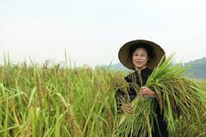 Hành trình hồi sinh và khẳng định thương hiệu Gạo nếp Vải Phú Lương