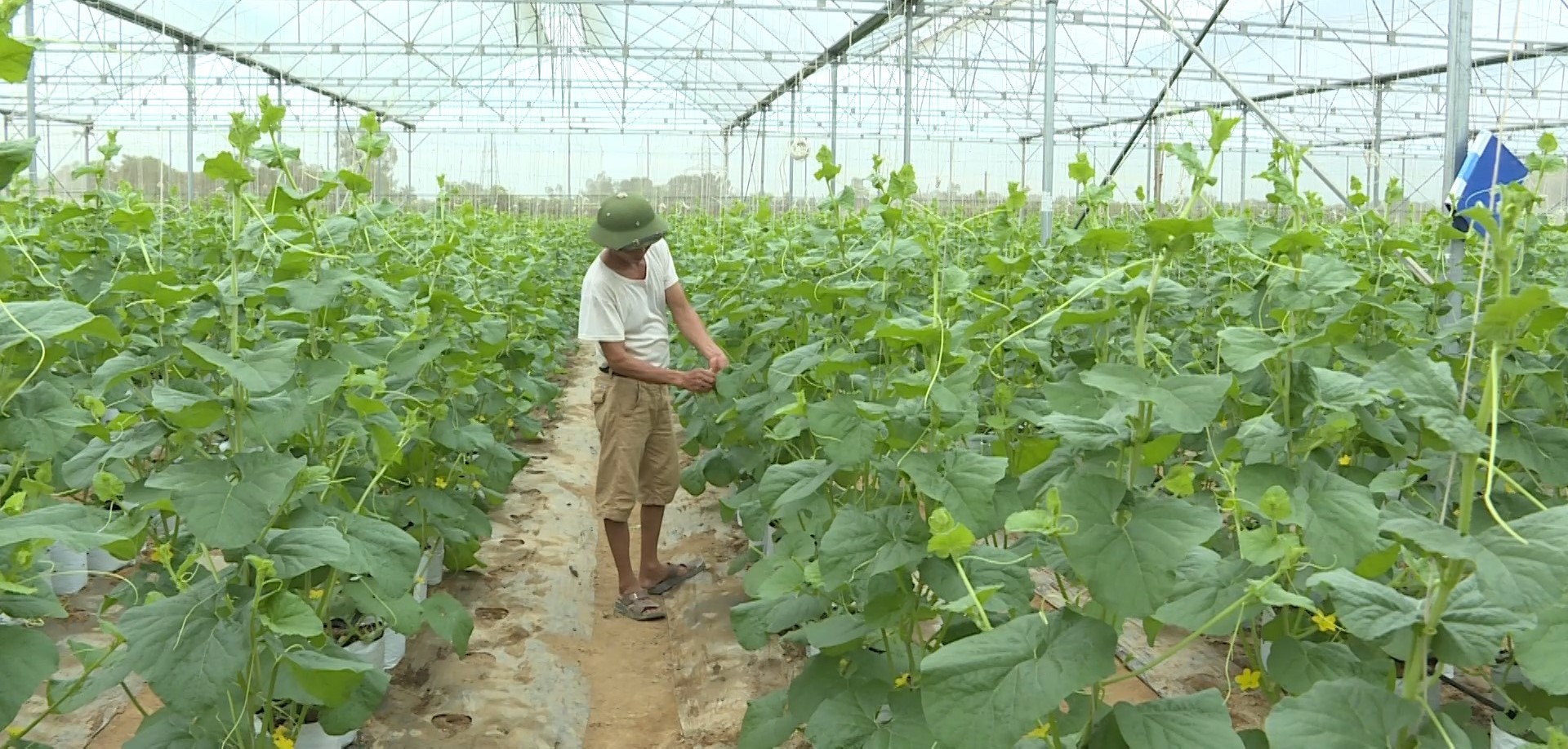 Thiệu Hóa nâng cao hiệu quả sản xuất nông nghiệp