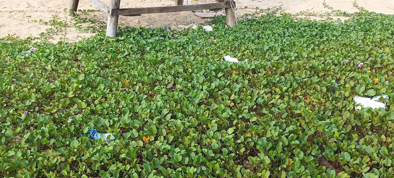 Hộp xốp, chai nhựa... vứt bừa bãi gây hình ảnh xấu xí Hộp xốp, chai nhựa... vứt bừa bãi gây hình ảnh xấu xí