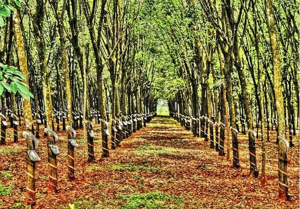 Giá cao su hôm nay 29/5: Đồng loạt giảm trên các sàn giao dịch Giá cao su hôm nay 29/5: Đồng loạt giảm trên các sàn giao dịch