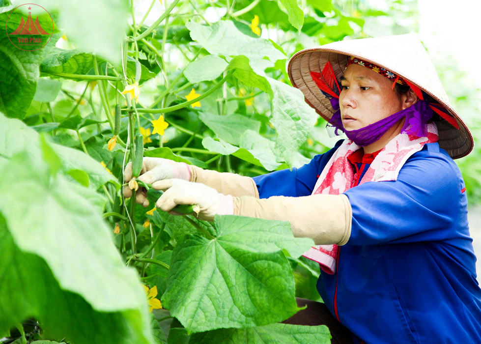 Với sự hỗ trợ của chính quyền địa phương, mô hình nông trại “Đào Gia trang” của chị Văn Thị Yến, thị trấn Tứ Trưng (Vĩnh Tường) ngày càng phát triển, cho thu nhập cao. Với sự hỗ trợ của chính quyền địa phương, mô hình nông trại “Đào Gia trang” của chị Văn Thị Yến, thị trấn Tứ Trưng (Vĩnh Tường) ngày càng phát triển, cho thu nhập cao.