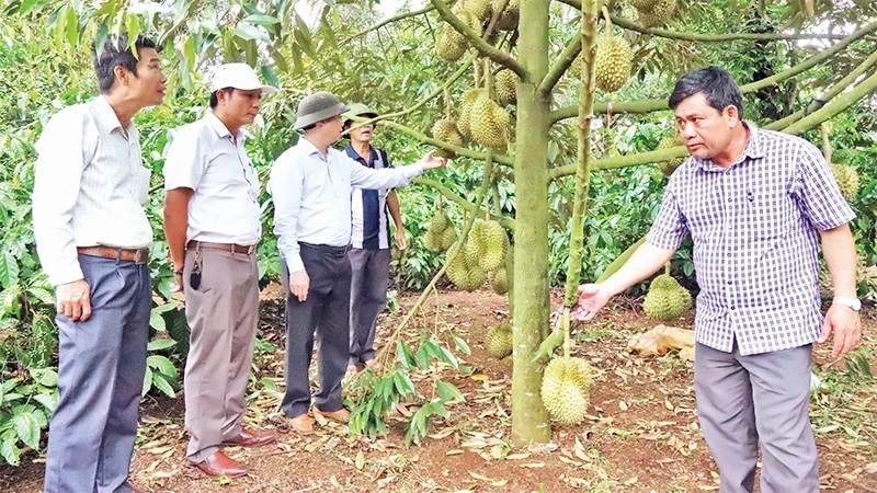 Quản lý mã số vùng trong xuất khẩu nông sản