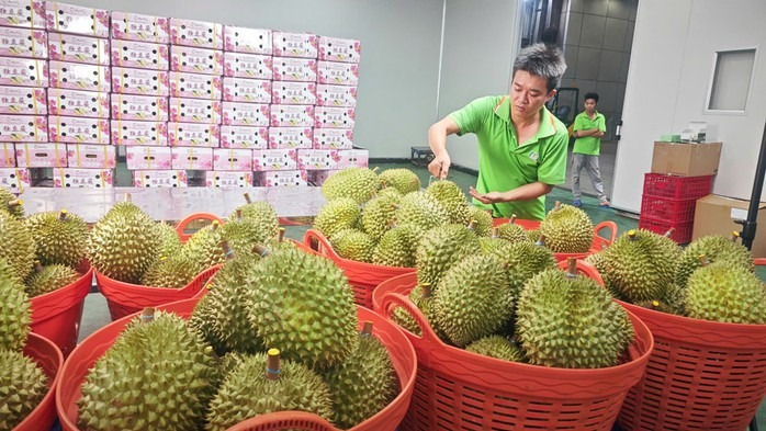 Cục hải quan chỉ đạo thông quan mặt hàng sầu riêng Cục hải quan chỉ đạo thông quan mặt hàng sầu riêng