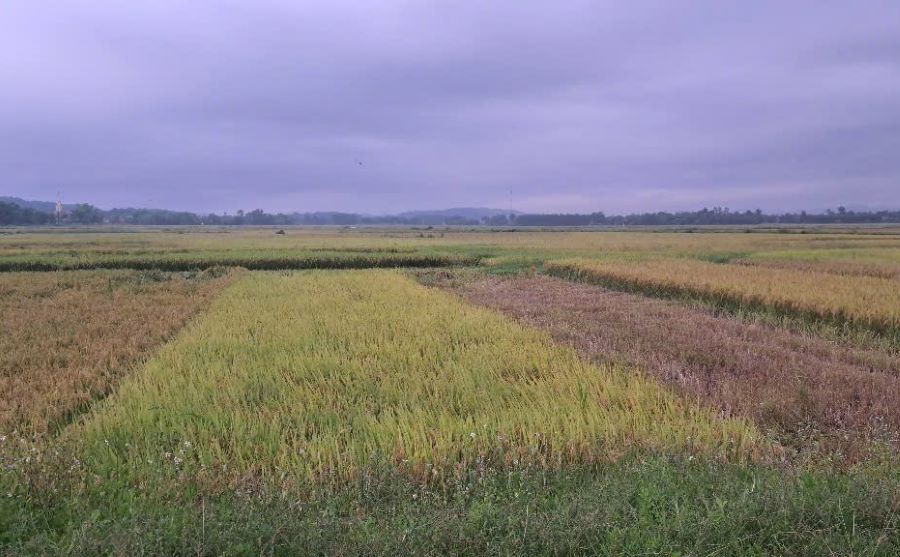 Khu vực anh N. bị sét đánh tử vong khi đang gặt lúa.