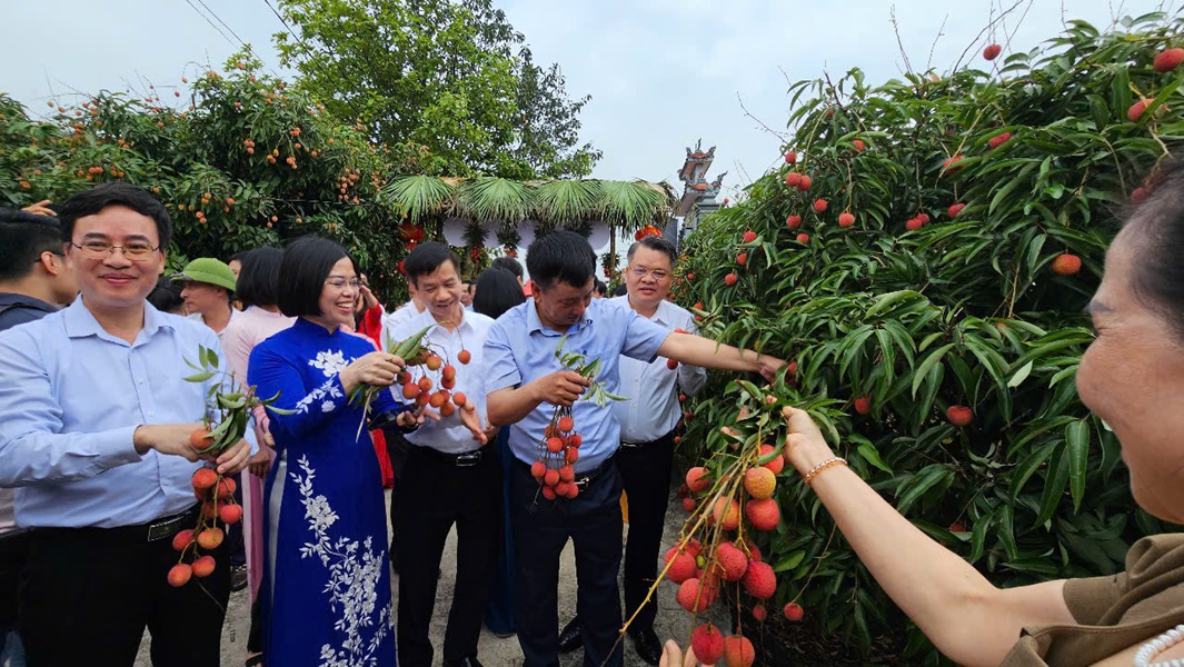 lãnh đạo tỉnh Hải Dương cùng các đại biểu tham quan vườn và cùng nông dân thu hoạch những trái vải xuất khẩu đầu tiên của vụ vải năm 2025.