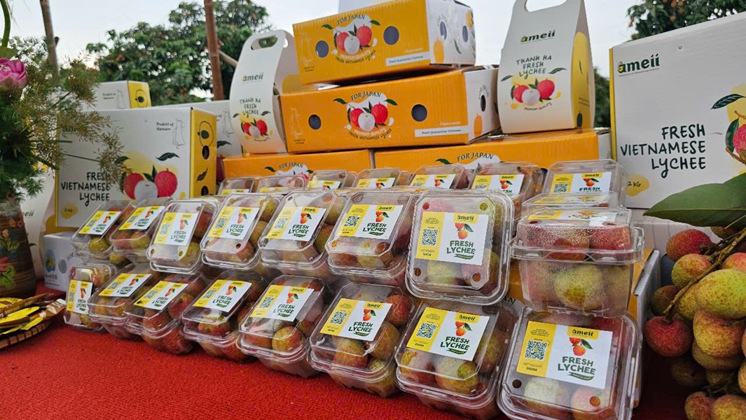 Vải thiều Thanh Hà được đóng hộp và dán tem truy nguồn gốc sản phẩm.