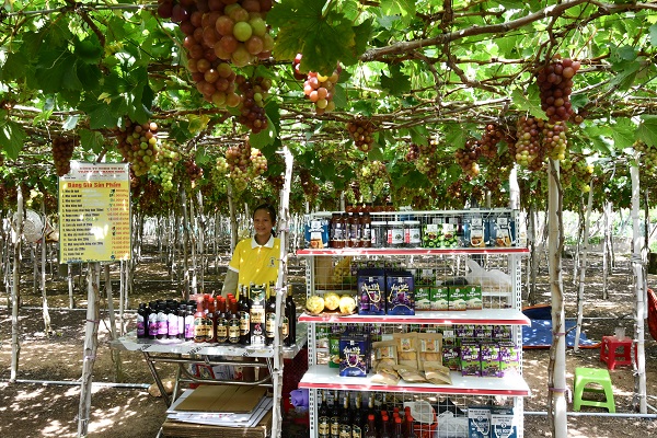 Các sản phẩm chế biến từ nho được chứng nhận OCOP trưng bày bán phục vụ du khách trải nghiệm tại vườn nho Thanh Thủy, làng Thái An, xã Vĩnh Hải, huyện Ninh Hải