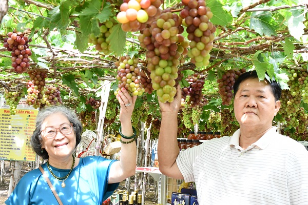 Khách Việt kiều Mỹ đang trải nghiệm Khu trồng nho đỏ truyền thống tại vườn nho Thanh Thủy, làng Thái An, xã Vĩnh Hải, huyện Ninh Hải