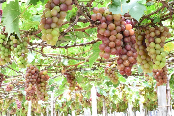 Khu vườn nho đỏ truyền thống tại vườn nho Thanh Thủy, làng Thái An, xã Vĩnh Hải, huyện Ninh Hải