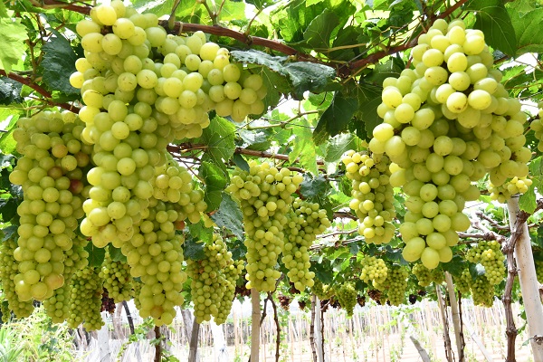 Khu vườn nho xanh tại vườn nho Thanh Thủy, làng Thái An, xã Vĩnh Hải, huyện Ninh Hải