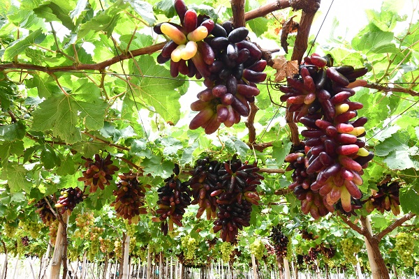 Khu vườn nho móng tay tại vườn nho Thanh Thủy, làng Thái An, xã Vĩnh Hải, huyện Ninh Hải