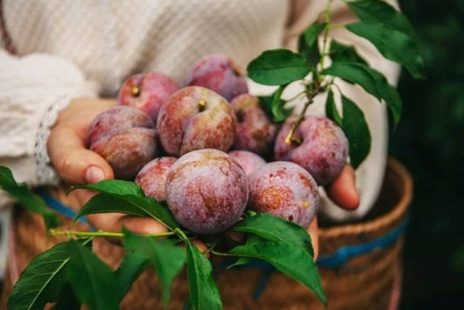 Một loại quả quen thuộc vào mùa hè, giá rẻ dễ mua lại còn có nhiều lợi ích cho sức khỏe