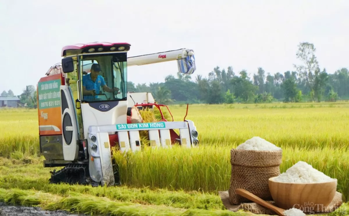 Giá lúa gạo hôm nay ngày 2/6: Lúa tươi vững giá, gạo nguyên liệu giảm mạnh. (Ảnh minh họa) Giá lúa gạo hôm nay ngày 2/6: Lúa tươi vững giá, gạo nguyên liệu giảm mạnh. (Ảnh minh họa)