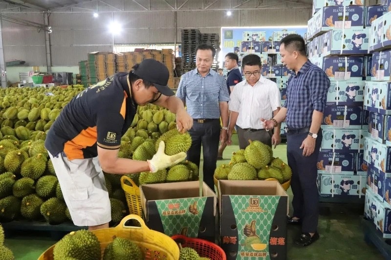 Cơ sở thu mua đóng gói sầu riêng xuất khẩu trên địa bàn huyện Krông Pắc, tỉnh Đắk Lắk. (Ảnh CÔNG LÝ) Cơ sở thu mua đóng gói sầu riêng xuất khẩu trên địa bàn huyện Krông Pắc, tỉnh Đắk Lắk. (Ảnh CÔNG LÝ)