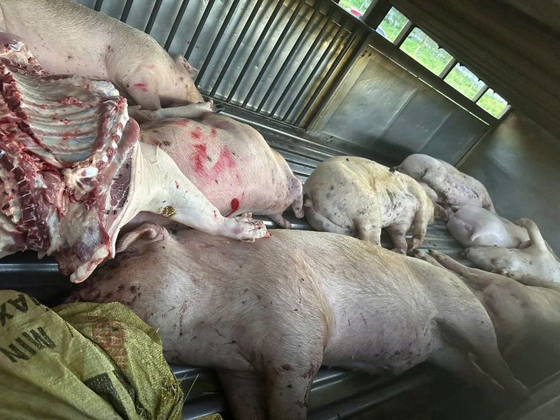 Số heo chết đưa vào lò mổ tiêu thụ. Số heo chết đưa vào lò mổ tiêu thụ.