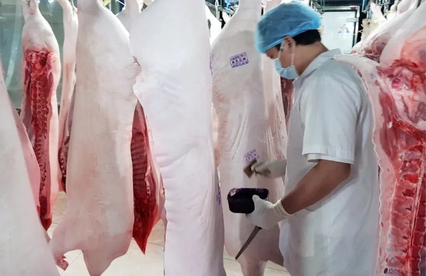 Quy trình tiêu hủy đối với lợn bị nhiễm dịch bệnh ra sao?