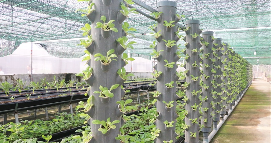 Bắc Ninh hình thành vùng chăn nuôi trọng điểm gắn với an toàn sinh học