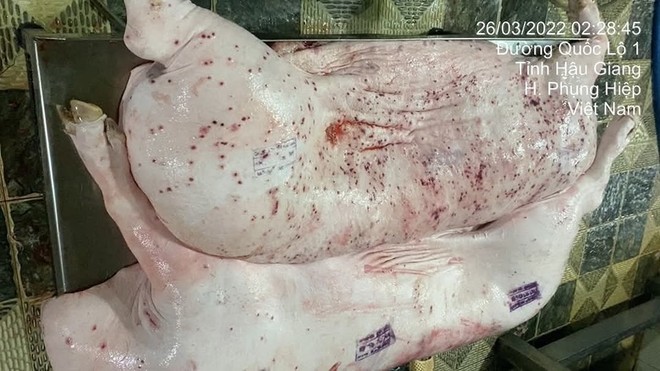 Theo Cục Thú y và Chăn nuôi (Bộ Nông nghiệp và Môi trường), dấu đóng trên thân lợn được người tố cáo cung cấp là dành cho sản phẩm bình thường, đưa ra tiêu thụ ngoài thị trường. Ảnh Tuyết Nhung