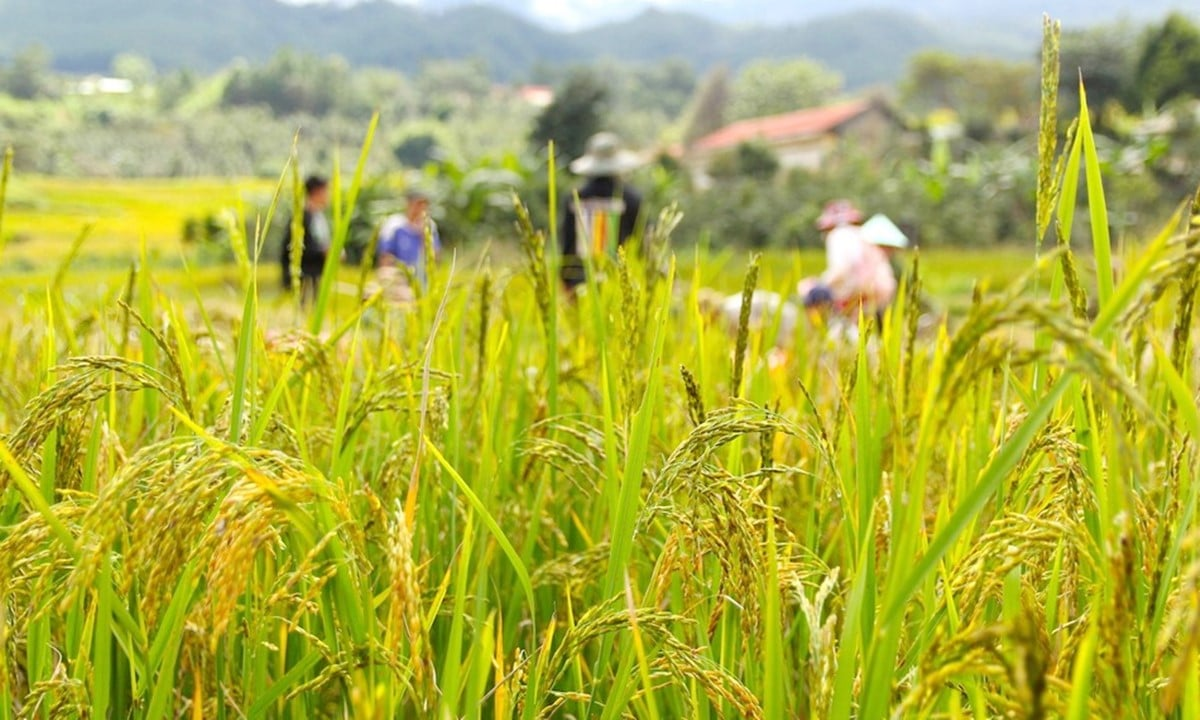 Giá lúa gạo hôm nay ngày 4/6: Gạo nguyên liệu xuất khẩu và lúa tươi biến động nhẹ. (Ảnh minh họa) Giá lúa gạo hôm nay ngày 4/6: Gạo nguyên liệu xuất khẩu và lúa tươi biến động nhẹ. (Ảnh minh họa)