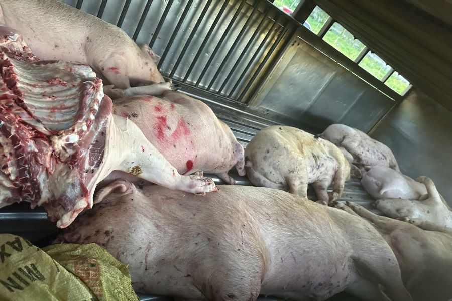 Phát hiện, bắt giữ xe ô tô chở lợn chết đến cơ sở giết mổ