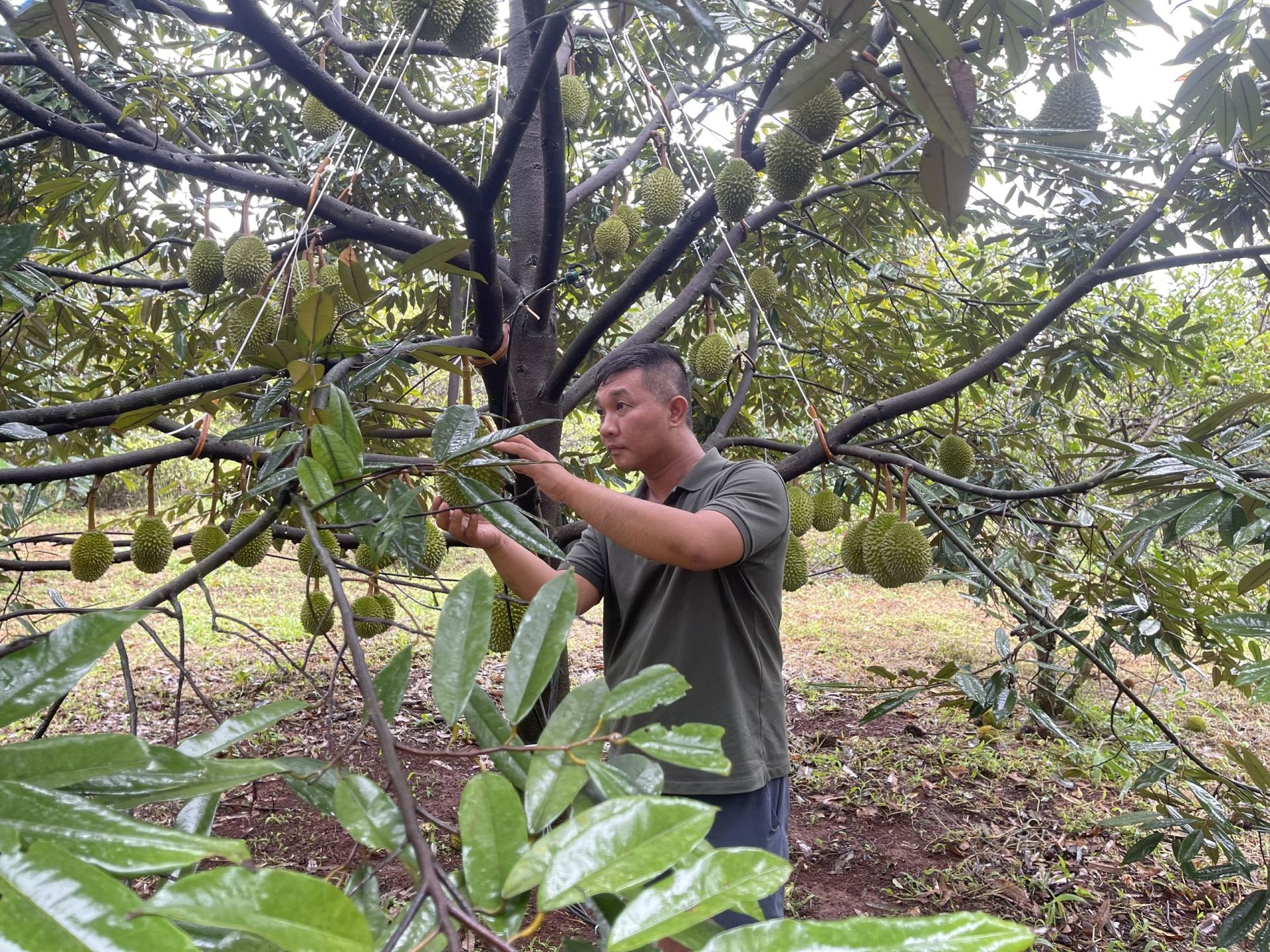 Anh Nguyễn Thanh Trì chăm sóc cây sầu riêng để chuẩn bị bước vào mùa vụ thu hoạch chính ở Gia Lai