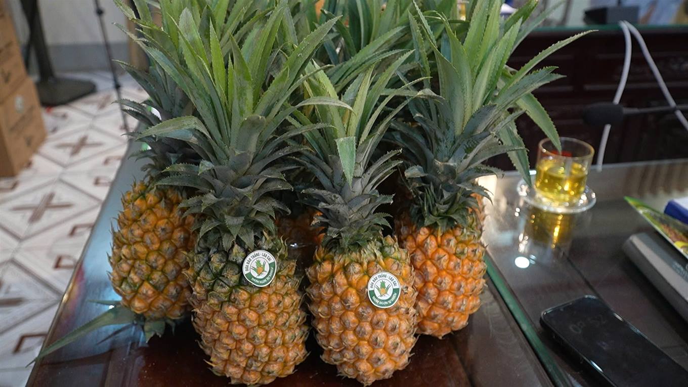 Sản phẩm Dứa Bảo Thắng có chất lượng cao được dán tem nhãn khi đưa ra thị trường. Sản phẩm Dứa Bảo Thắng có chất lượng cao được dán tem nhãn khi đưa ra thị trường.